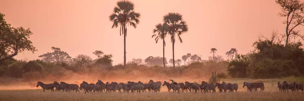 botswana zebra herd at dusty sunset 1