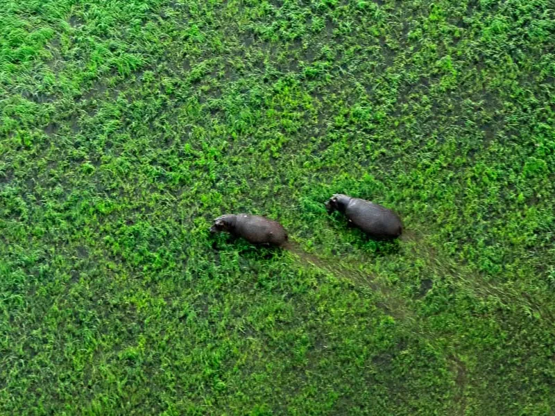 Wildlife of Okavango Delta
