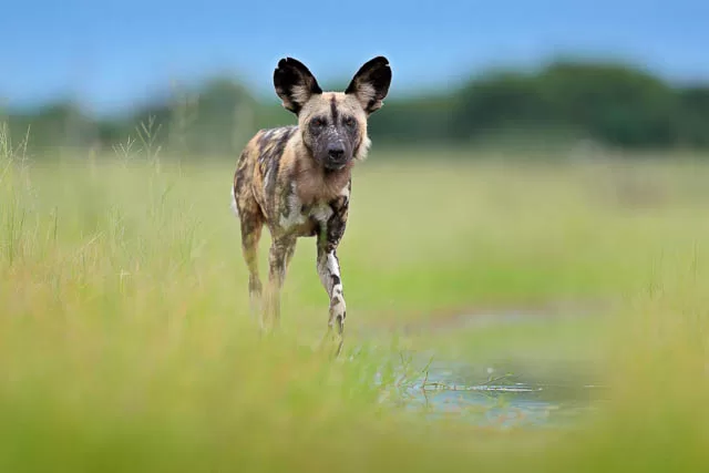 African wild dog