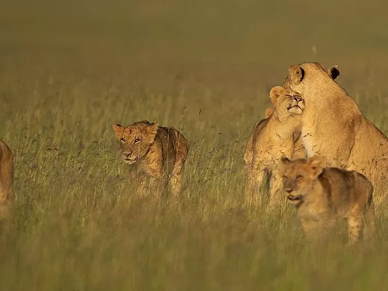 The African big 5