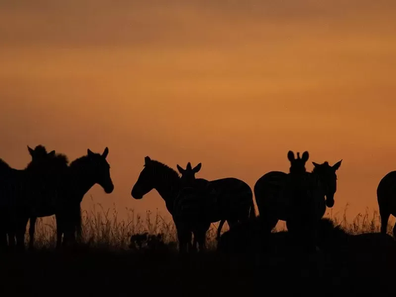 Mammals of Masai Mara