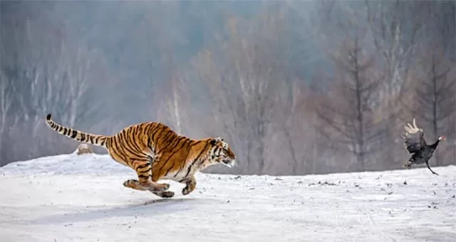 Siberian Tiger on the run