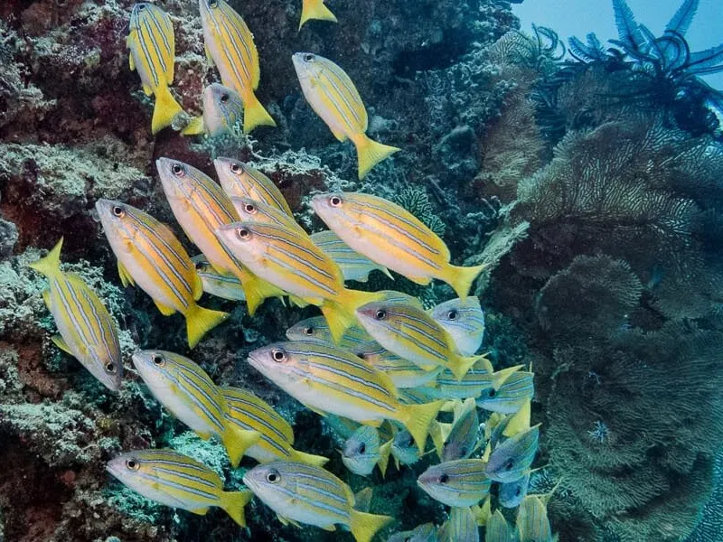 Diving in Raja Ampat