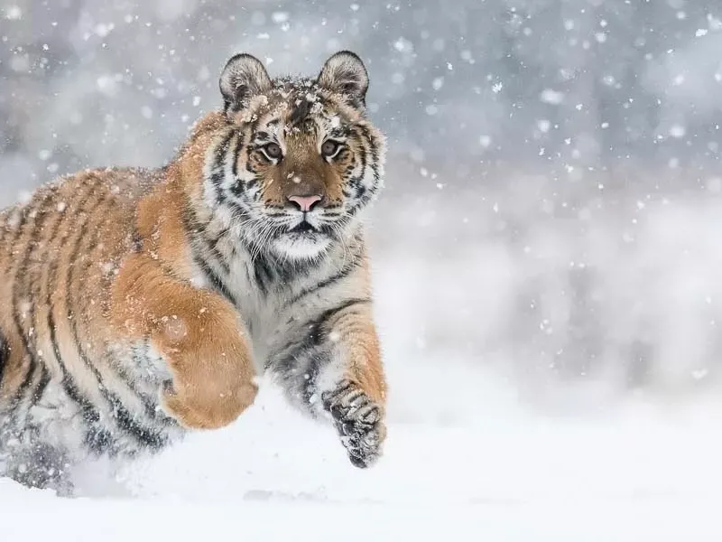 Tracking Siberian Tigers