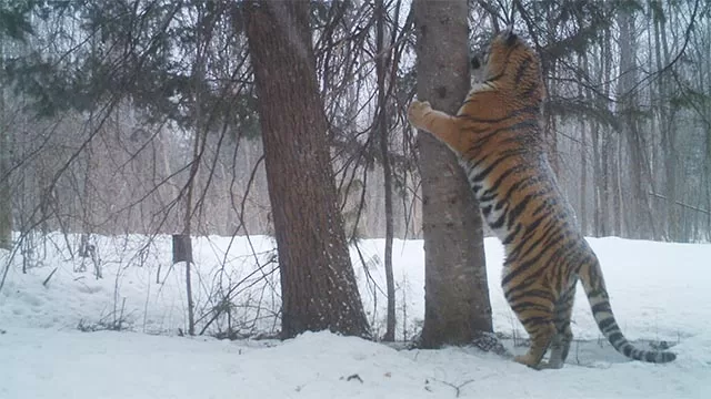 Camera trap of Siberian Tiger