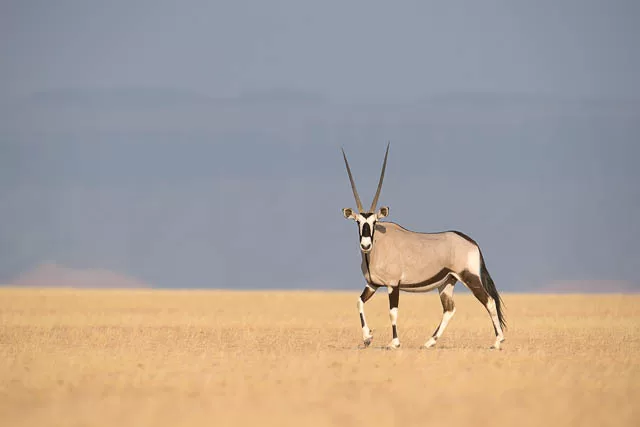 antelopes in africa