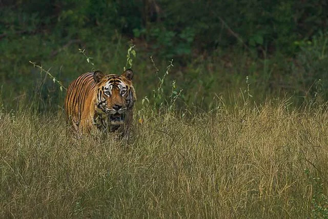 Bamera bandhavgarh