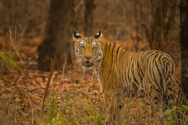 Charger Bandhavgarh