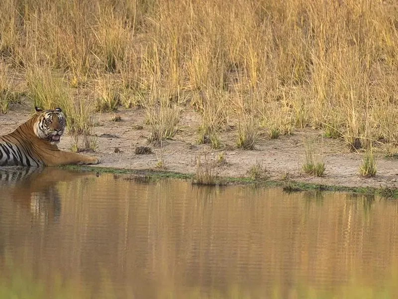 Tigers of Bandhavgarh national park