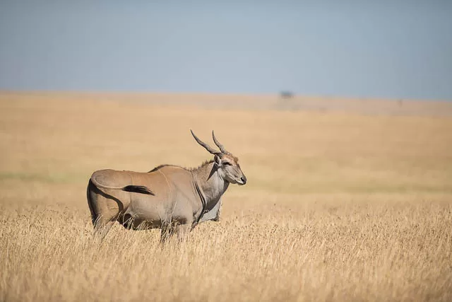 antelopes in africa