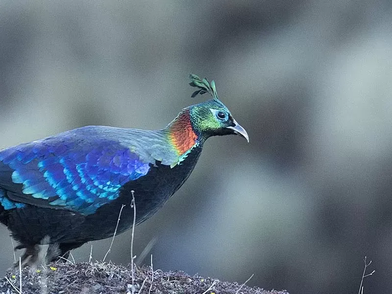 Birding destinations in India