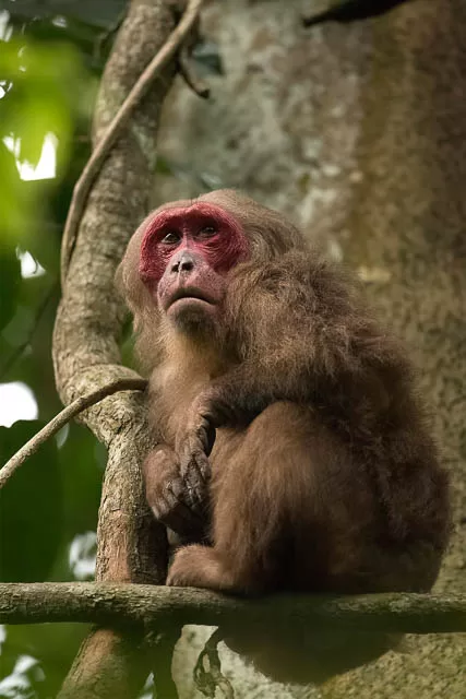 Stump Tailed Macaque