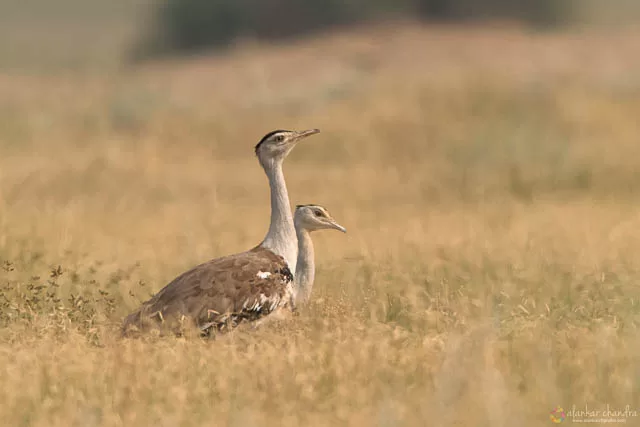 Great Indian Bustard