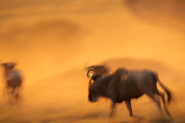antelopes in africa