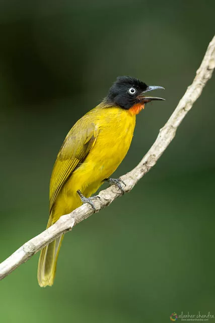 State birds of India