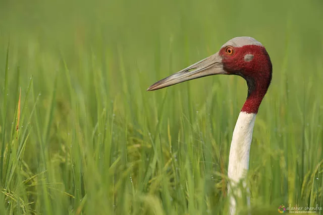 Sarus Crane