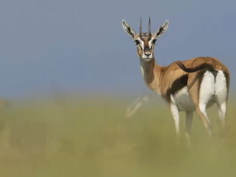 Antelopes of Africa