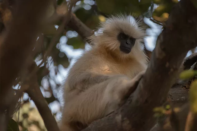 Golden Langur