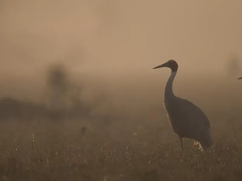State birds of India