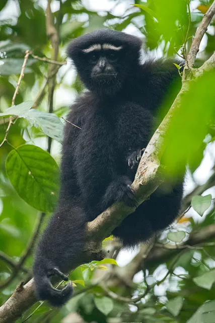 Hoolock Gibbon