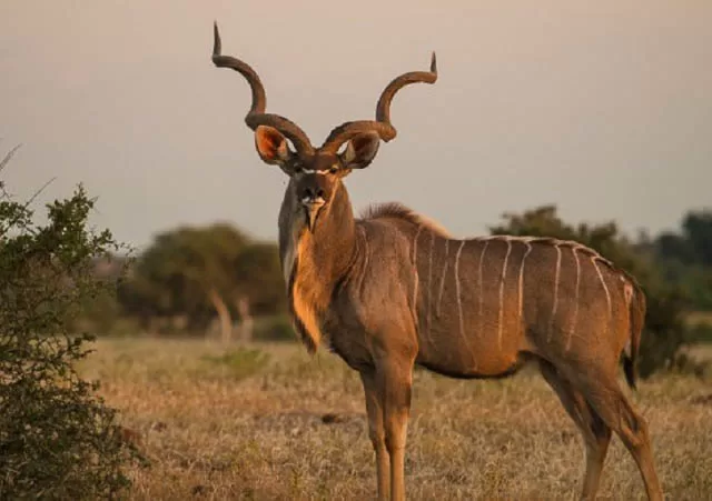 antelopes in africa