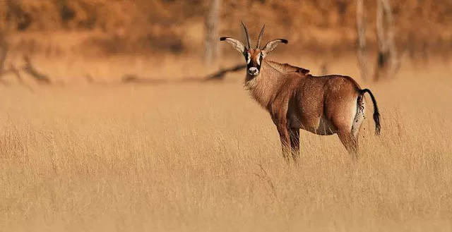 antelopes in africa
