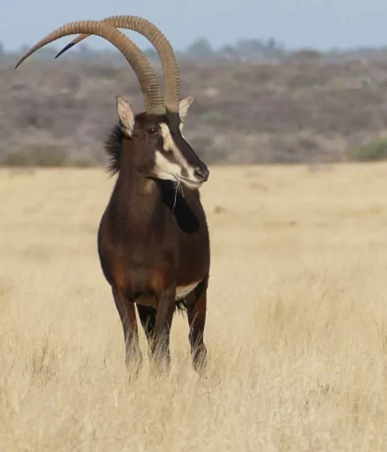 antelopes in africa