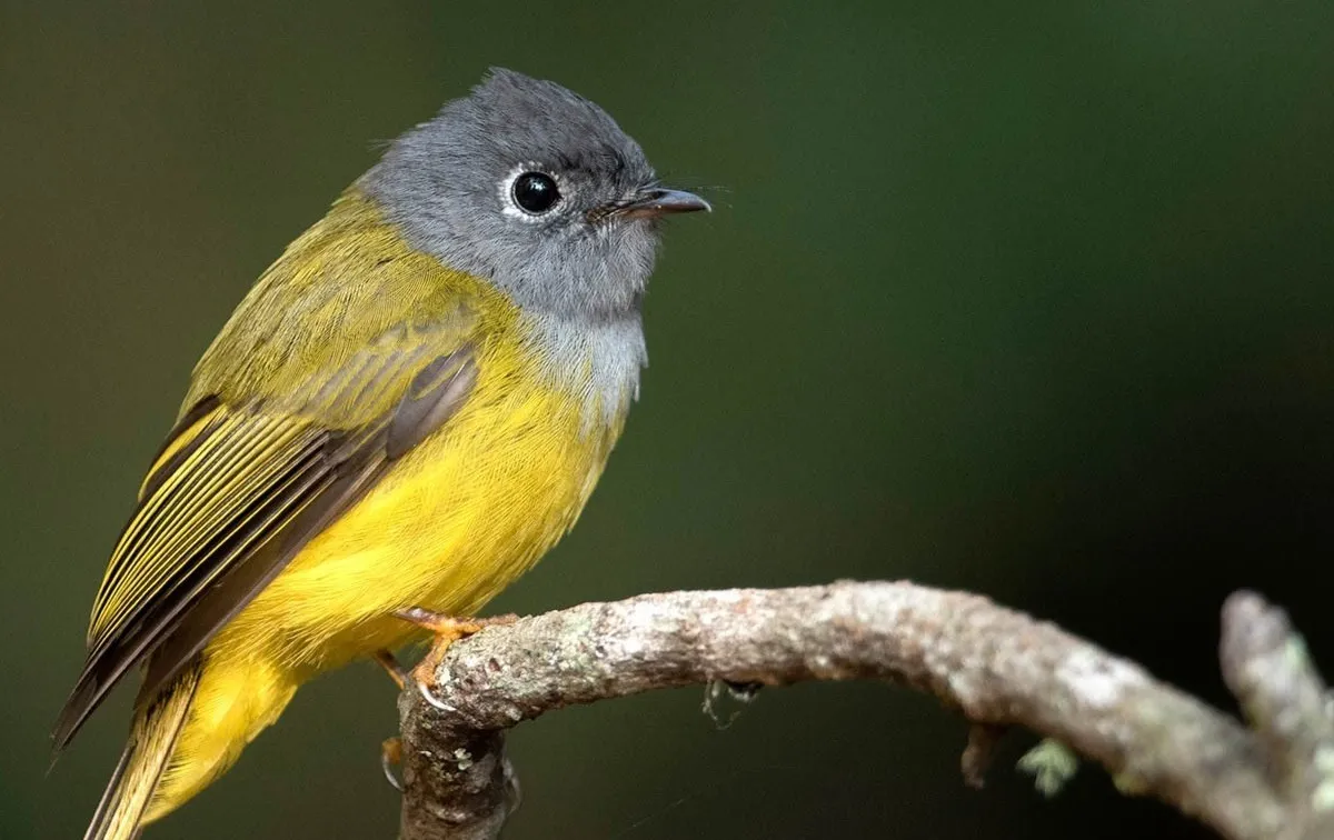 Birding destinations in India