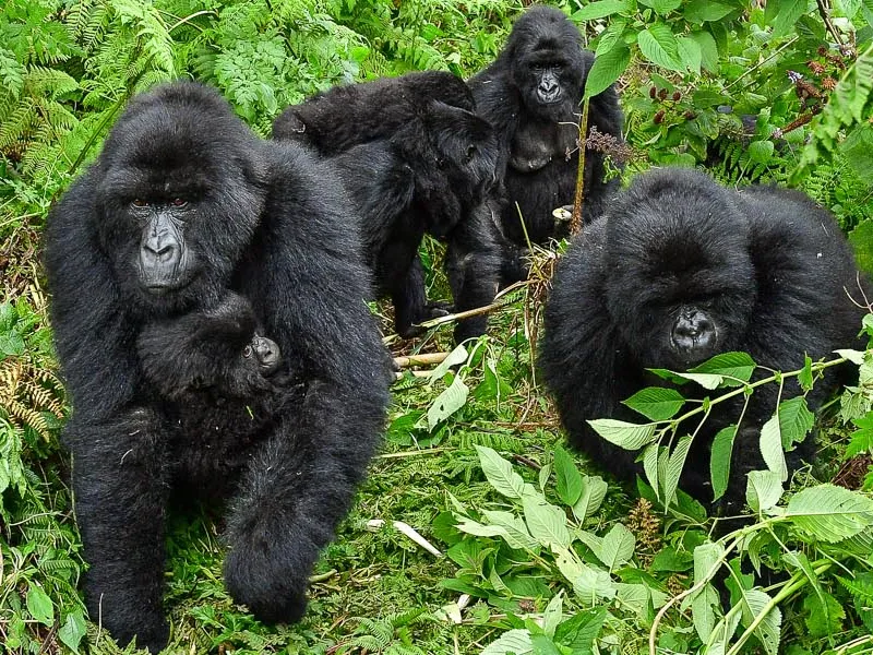 Primate species of Africa