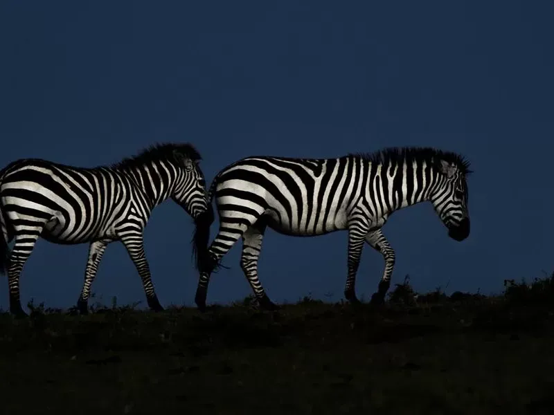All about Grumeti Reserve