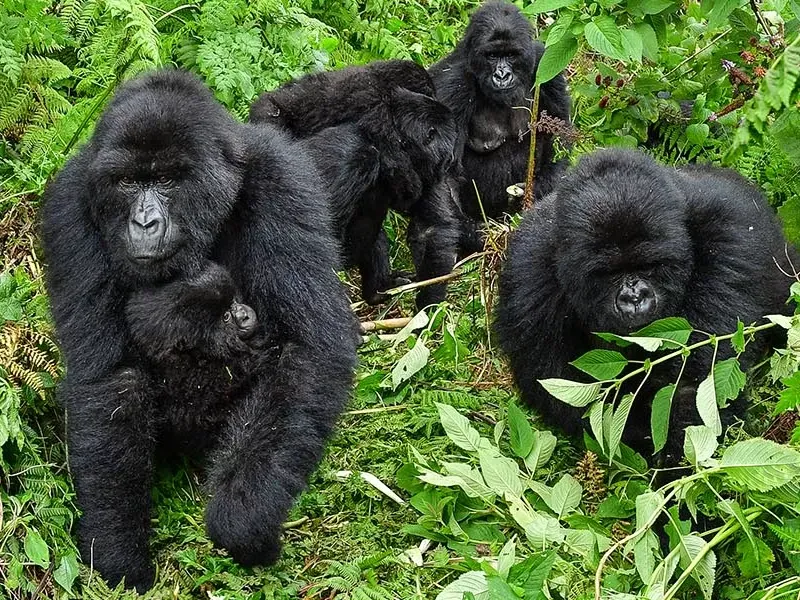 All about mountain gorillas