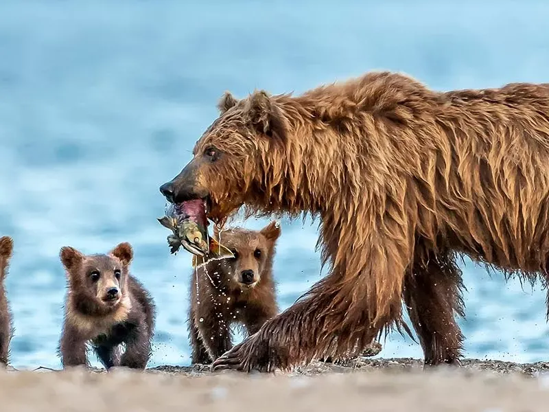 All about brown bears
