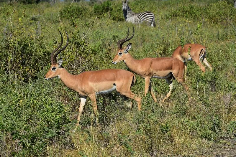 Impalas in Selous Game Reserve