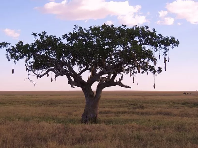 Sausage Trees