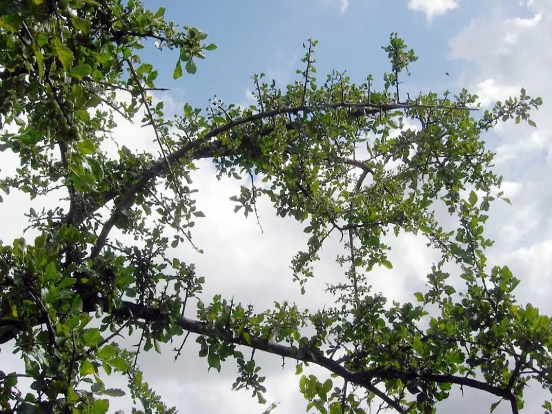 Commiphora
