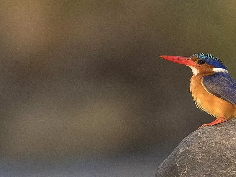 Best Birding Destinations of Kenya