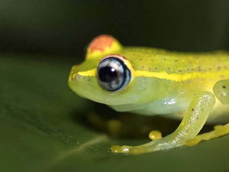 Top Frog Species Of Madagascar