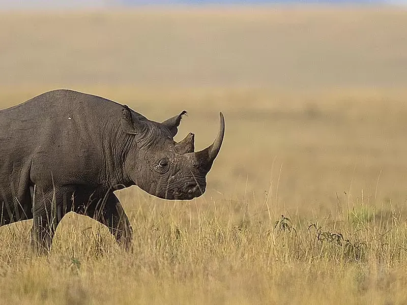 Rhino conservation of Kenya