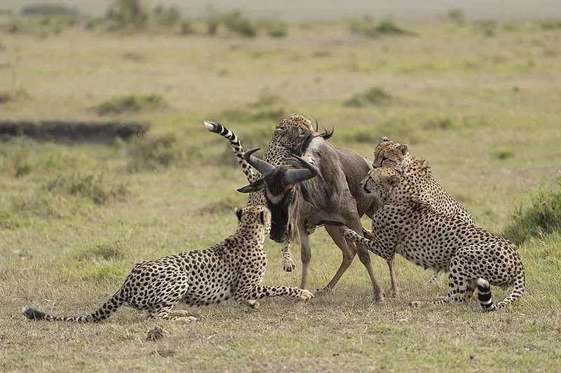 five brothers hunting together