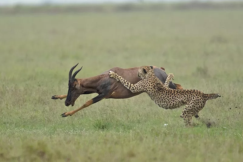 The hunt begins