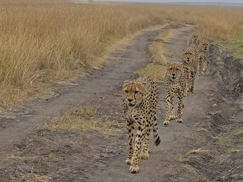 The Famous Five Brothers Of Maasai Mara