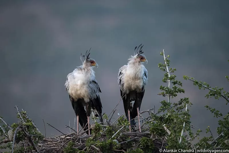 Secretary bird