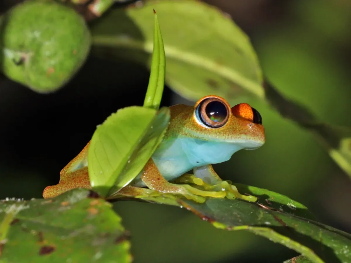 Top Frog Species Of Madagascar