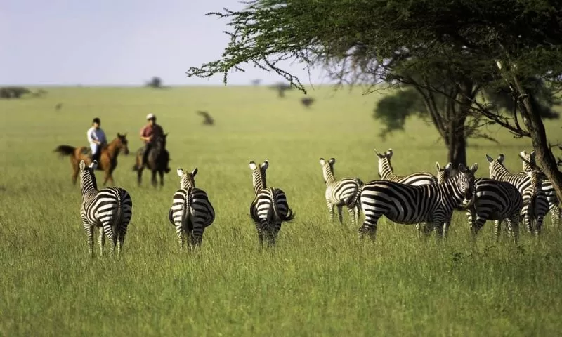 Tourists on horsebacks as the Zebras look on