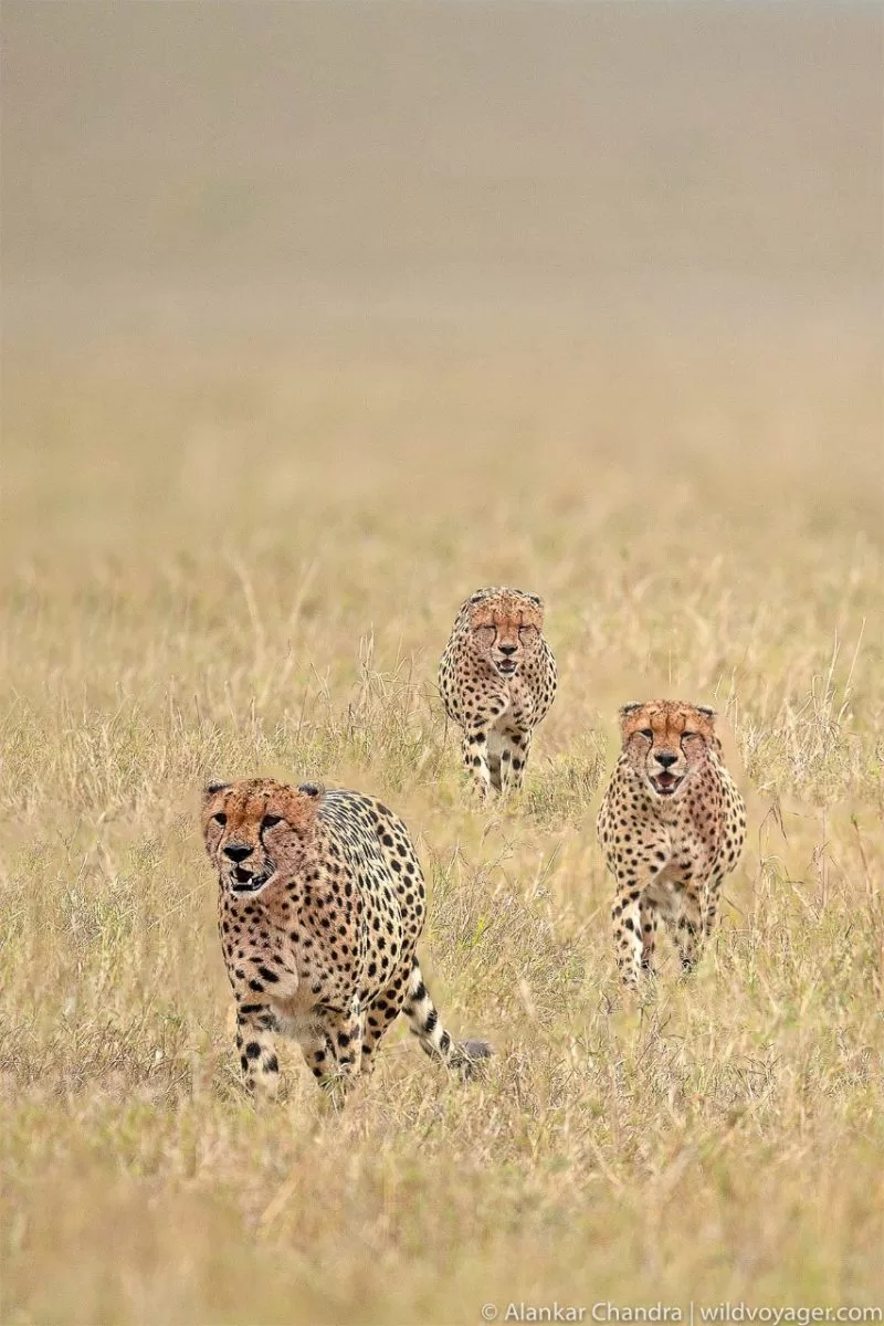 Three out of the five cheetah brothers roaming the Mara reserve