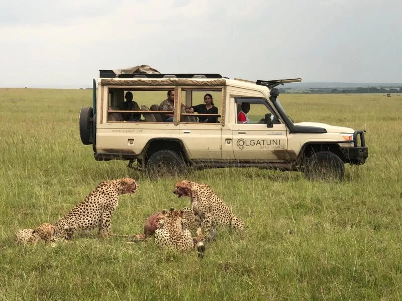 The cheetah brothers preying on a Topi