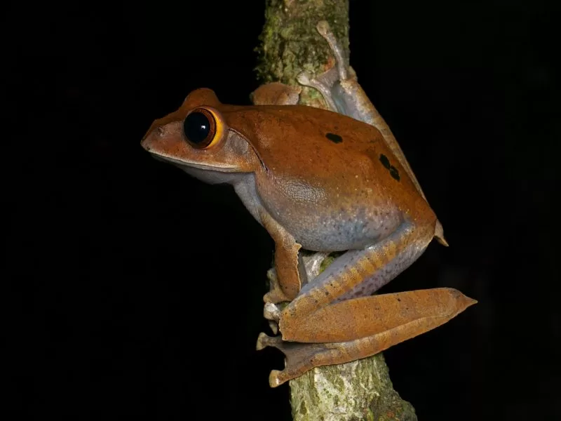 Boophis Albirabris