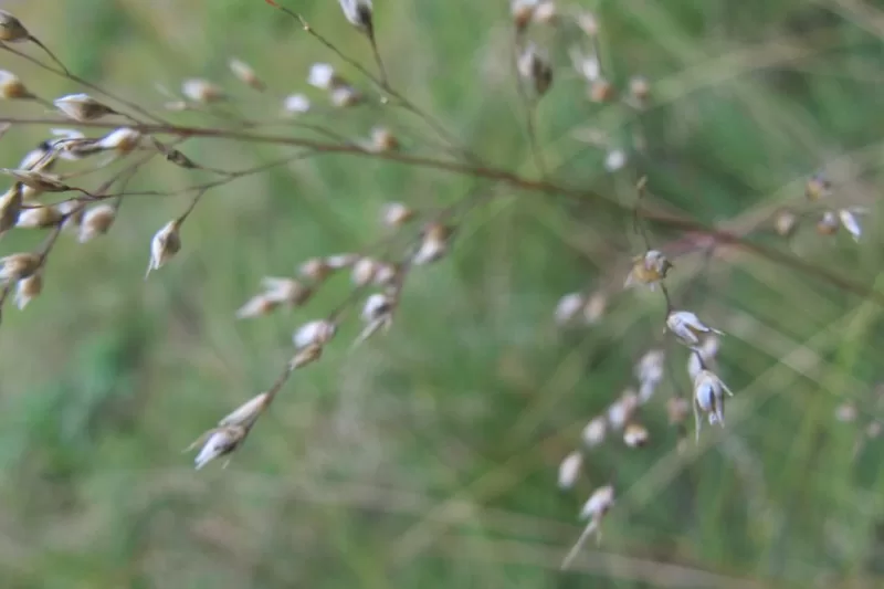 Pan Dropseed