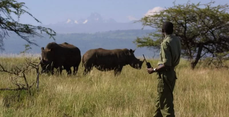 A ranger looking out for rhinos in Il Ngwesi Group Ranch&nbsp;
