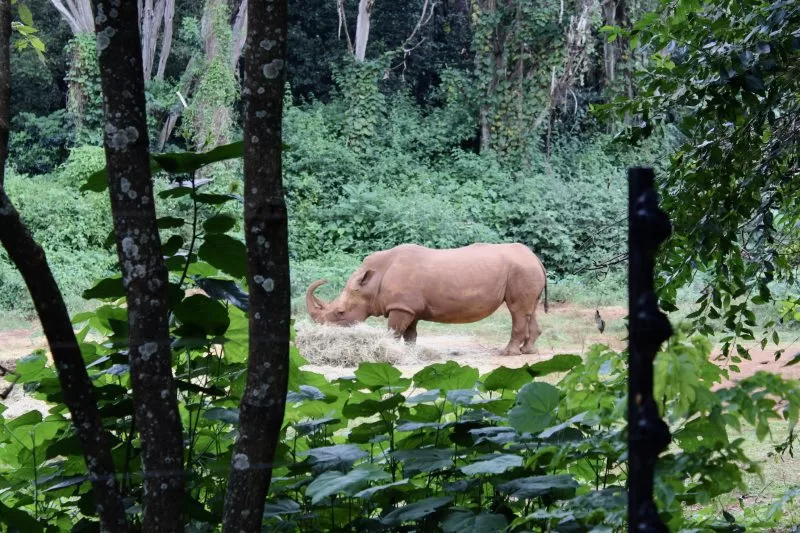 A white rhino in Nairobi National Park